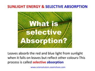 SUNLIGHT ENERGY &  SELECTIVE ABSORPTION www.sciencetutors.zoomshare.com   What is selective Absorption? Leaves absorb the red and blue light from sunlight when it falls on leaves but reflect other colours-This process is called  selective   absorption 