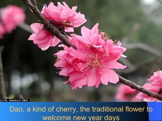 Dao, a kind of cherry, the traditional flower to welcome new year days 