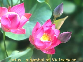 Lotus - a symbol of Vietnamese 