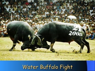 Water Buffalo Fight 