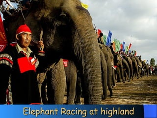 Elephant Racing at highland 