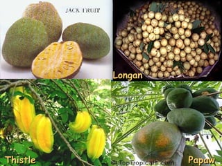 Longan Thistle Papaw 