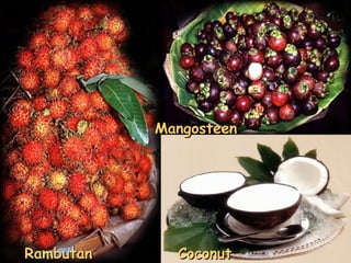 Rambutan Mangosteen Coconut 