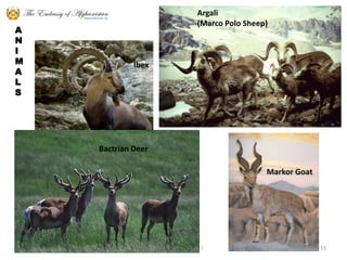 Little about Afghanistan !55Argali(Marco Polo Sheep)ANIMALSIbexBactrian DeerMarkor Goat