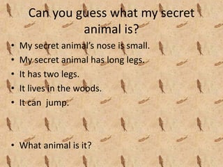 Can you guess what my secret 
               animal is?
•   My secret animal’s nose is small.
•   My secret animal has long legs.
•   It has two legs.
•   It lives in the woods.
•   It can  jump.



• What animal is it?
 