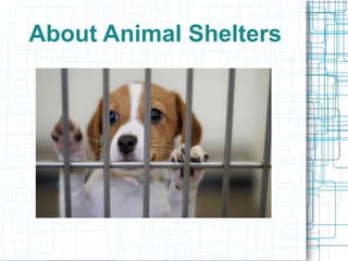 About Animal Shelters
 