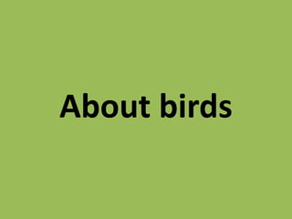About birds
 