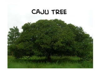 CAJU TREE