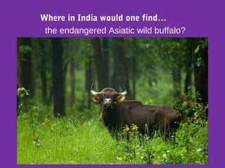 Where in India would one find…
the endangered Asiatic wild buffalo?
 