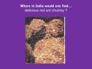 Where in India would one find…
delicious red ant chutney ?
 