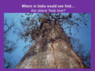 Where in India would one find…
the oldest Teak tree?
 