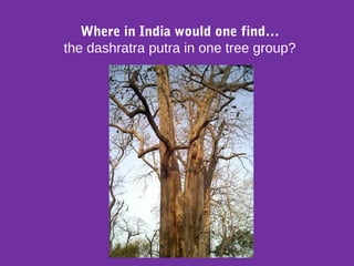 Where in India would one find…
the dashratra putra in one tree group?
 