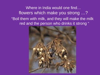“Boil them with milk, and they will make the milk
red and the person who drinks it strong “
Where in India would one find…
flowers which make you strong …?
 