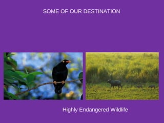 SOME OF OUR DESTINATION
Highly Endangered Wildlife
 
