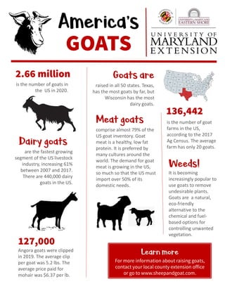 America’s
GOATS
2.66 million
is the number of goats in
the US in 2020.
Goats are
raised in all 50 states. Texas,
has the most goats by far, but
Wisconsin has the most
dairy goats.
136,442
is the number of goat
farms in the US,
according to the 2017
Ag Census. The average
farm has only 20 goats.
127,000
Angora goats were clipped
in 2019. The average clip
per goat was 5.2 lbs. The
average price paid for
mohair was $6.37 per lb.
Dairy goats
are the fastest growing
segment of the US livestock
industry, increasing 61%
between 2007 and 2017.
There are 440,000 dairy
goats in the US.
Learn more
For more information about raising goats,
contact your local county extension office
or go to www.sheepandgoat.com.
Meat goats
comprise almost 79% of the
US goat inventory. Goat
meat is a healthy, low fat
protein. It is preferred by
many cultures around the
world. The demand for goat
meat is growing in the US,
so much so that the US must
import over 50% of its
domestic needs.
Weeds!
It is becoming
increasingly popular to
use goats to remove
undesirable plants.
Goats are a natural,
eco-friendly
alternative to the
chemical and fuel-
based options for
controlling unwanted
vegetation.
 