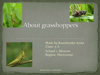 Made by:Kuschienko Arina
Class: 5 A
School 1, Moscow
Region, Electrostal.

Russian Insects. Grasshoppers

 