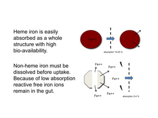 Non-heme iron must be
dissolved before uptake.
Because of low absorption
reactive free iron ions
remain in the gut.
Heme iron is easily
absorbed as a whole
structure with high
bio-availability.
Fe++
Fe++
Fe++
Fe++
Fe++
absorption 2-4 %
absorption 15-20 %
Fe++