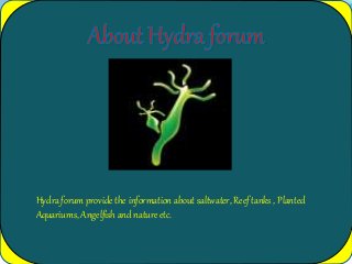 Hydra forum provide the information about saltwater, Reef tanks , Planted
Aquariums, Angelfish and nature etc.
 