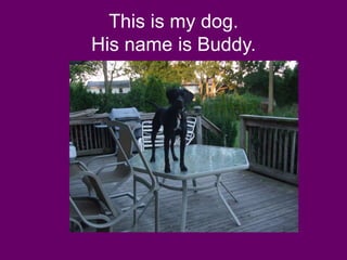 This is my dog.
His name is Buddy.
 