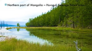  Northern   part of Mongolia – Huvsgul, Selenge forest area
 