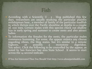  According with a Scientific U . s . blog published this few
days, researchers are usually studying the particular plainfin
midshipman bass , a member of family of the particular toadfish
in which thrives over the Pacific shoreline at depths to a couple
of, 000 toes. Certain males with this species check out shallow
h2o in early spring and summer to create nests and also attract
ladies.
 To information the females for the nests, the particular males
commence humming. For some, the appear mimics any chorus
regarding oboes, the blog states, but it’s similar to a remote
foghorn, or possibly a monotone digeridoo.
You select. Click the following to be controlled by the appear, as
noted by San francisco bay area State School . It seems to start
across the 14-second indicate.
 If You Are Interested Then You Should Visit http://www.aboutpetshealth.com
 