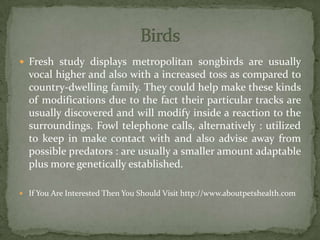  Fresh study displays metropolitan songbirds are usually
vocal higher and also with a increased toss as compared to
country-dwelling family. They could help make these kinds
of modifications due to the fact their particular tracks are
usually discovered and will modify inside a reaction to the
surroundings. Fowl telephone calls, alternatively : utilized
to keep in make contact with and also advise away from
possible predators : are usually a smaller amount adaptable
plus more genetically established.
 If You Are Interested Then You Should Visit http://www.aboutpetshealth.com
 