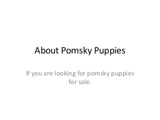 About Pomsky Puppies
If you are looking for pomsky puppies
for sale.
 
