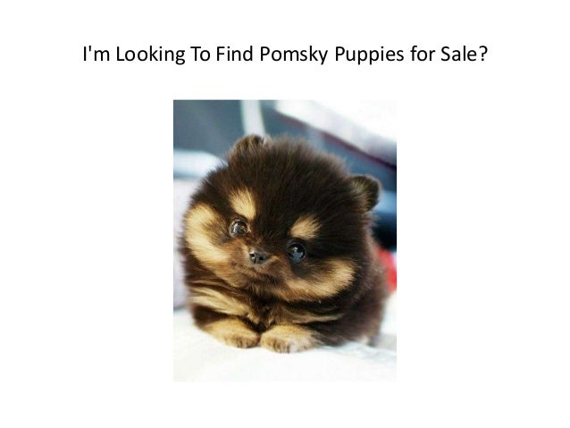 buy pomsky puppies about pomsky puppies for sale buy pomsky puppies about pomsky puppies for sale