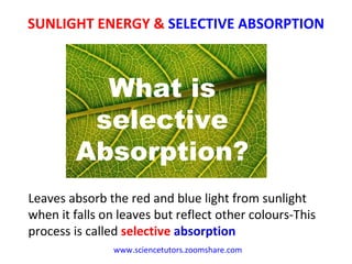 SUNLIGHT ENERGY &  SELECTIVE ABSORPTION www.sciencetutors.zoomshare.com   What is selective Absorption? Leaves absorb the red and blue light from sunlight when it falls on leaves but reflect other colours-This process is called  selective   absorption 