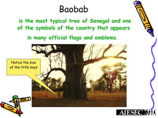 Baobab
is the most typical tree of Senegal and one
of the symbols of the country that appears
in many official flags and emblems.
Notice the size
of the little boys
 