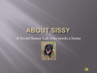 About Sissy A Sweet Senior Lab who needs a home 