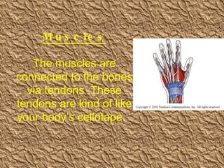 Muscles The muscles are connected to the bones via tendons .These tendons are kind of like your body’s cellotape.  