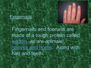 Fingernails Fingernails and toenails are made of a tough protein called  keratin,  as are animals'  hooves and horns .  Along with hair and teeth. 