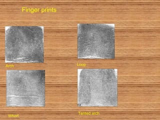 Finger prints Loop Arch Whorl Tented arch 