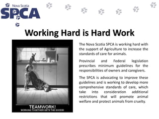 Spca Work About the ns spca corporate | PPTX
