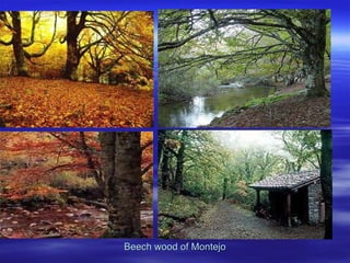 Beech wood of Montejo 
