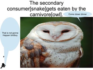 The secondary
consumer[snake]gets eaten by the
carnivore[owl]. Come closer dinner

That is not gonna
Happen birdboy

 
