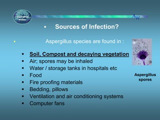  Sources of Infection?
 Aspergillus species are found in :
 Soil, Compost and decaying vegetation
 Air; spores may be inhaled
 Water / storage tanks in hospitals etc
 Food
 Fire proofing materials
 Bedding, pillows
 Ventilation and air conditioning systems
 Computer fans
Aspergillus
spores
 