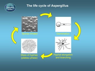 The life cycle of Aspergillus
Spores inhaled Germination
Mass of hyphae
(plateau phase)
Hyphal elongation
and branching
 