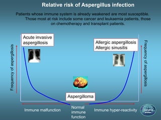 Patients whose immune system is already weakened are most susceptible.
Those most at risk include some cancer and leukaemia patients, those
on chemotherapy and transplant patients.
Immune malfunction
Frequencyofaspergillosis
Immune hyper-reactivity
Frequencyofaspergillosis
Acute invasive
aspergillosis
Aspergilloma
Allergic aspergillosis
Allergic sinusitis
Normal
immune
function
Relative risk of Aspergillus infection
 