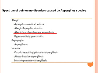 Spectrum of pulmonary disorders caused by Aspergillus species
 