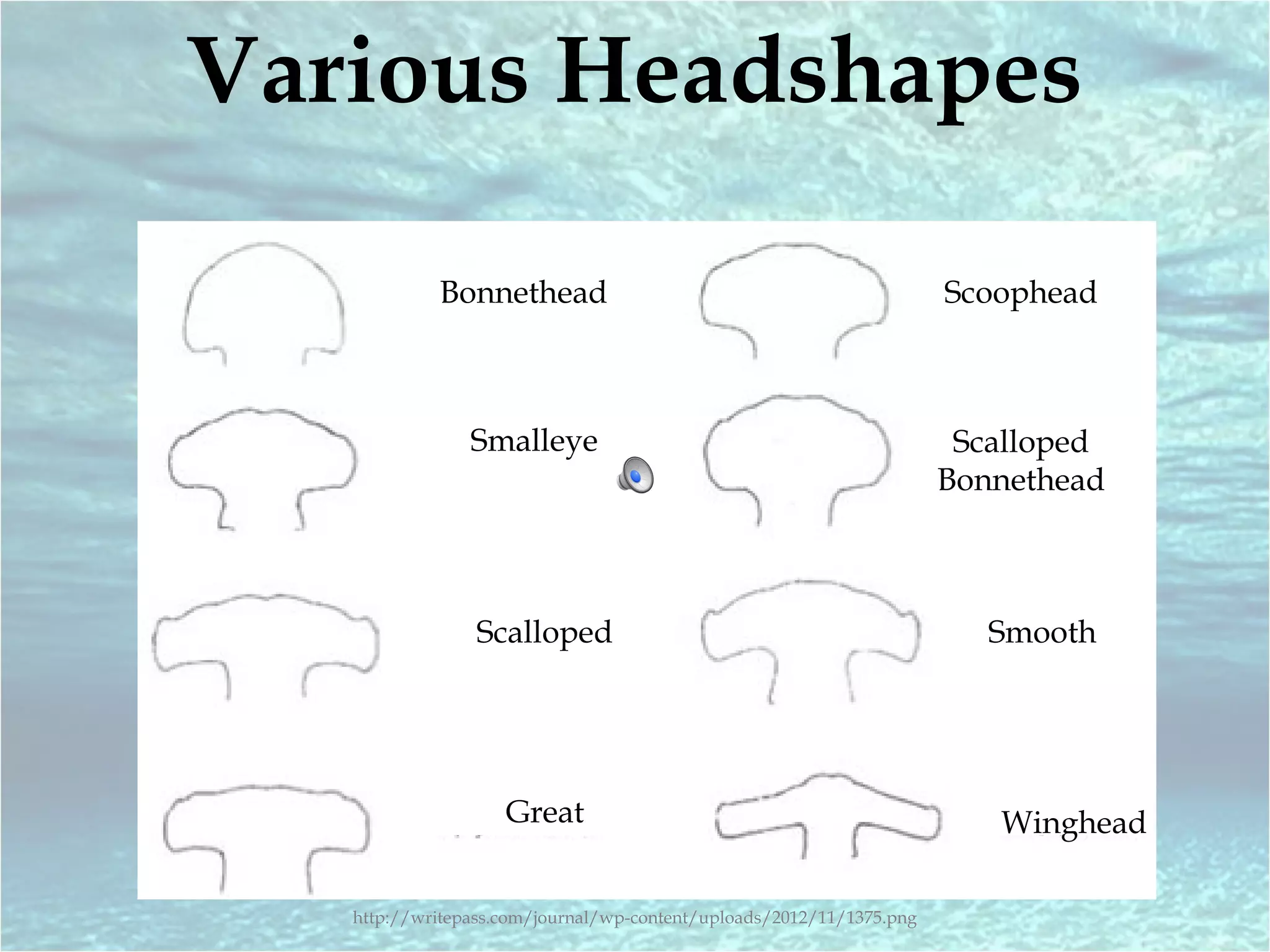 Writepass Hammerhead Shark - Carolyn Kirk | PPS