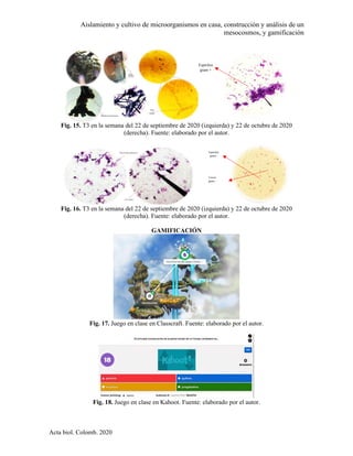 Aislamiento y cultivo de microorganismos en casa, construcción y análisis de un
mesocosmos, y gamificación
Acta biol. Colomb. 2020
Fig. 15. T3 en la semana del 22 de septiembre de 2020 (izquierda) y 22 de octubre de 2020
(derecha). Fuente: elaborado por el autor.
Fig. 16. T3 en la semana del 22 de septiembre de 2020 (izquierda) y 22 de octubre de 2020
(derecha). Fuente: elaborado por el autor.
GAMIFICACIÓN
Fig. 17. Juego en clase en Classcraft. Fuente: elaborado por el autor.
Fig. 18. Juego en clase en Kahoot. Fuente: elaborado por el autor.
Espirilos
gram +
Espirilos
gram -
Cocos
gram -
 