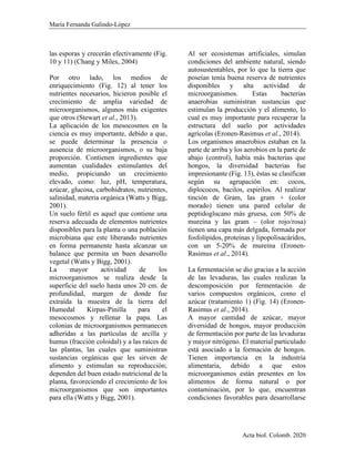 María Fernanda Galindo-López
Acta biol. Colomb. 2020
las esporas y crecerán efectivamente (Fig.
10 y 11) (Chang y Miles, 2004)
Por otro lado, los medios de
enriquecimiento (Fig. 12) al tener los
nutrientes necesarios, hicieron posible el
crecimiento de amplia variedad de
microorganismos, algunos más exigentes
que otros (Stewart et al., 2013).
La aplicación de los mesocosmos en la
ciencia es muy importante, debido a que,
se puede determinar la presencia o
ausencia de microorganismos, o su baja
proporción. Contienen ingredientes que
aumentan cualidades estimulantes del
medio, propiciando un crecimiento
elevado, como: luz, pH, temperatura,
azúcar, glucosa, carbohidratos, nutrientes,
salinidad, materia orgánica (Watts y Bigg,
2001).
Un suelo fértil es aquel que contiene una
reserva adecuada de elementos nutrientes
disponibles para la planta o una población
microbiana que este liberando nutrientes
en forma permanente hasta alcanzar un
balance que permita un buen desarrollo
vegetal (Watts y Bigg, 2001).
La mayor actividad de los
microorganismos se realiza desde la
superficie del suelo hasta unos 20 cm. de
profundidad, margen de donde fue
extraída la muestra de la tierra del
Humedal Kirpas-Pinilla para el
mesocosmos y rellenar la papa. Las
colonias de microorganismos permanecen
adheridas a las partículas de arcilla y
humus (fracción coloidal) y a las raíces de
las plantas, las cuales que suministran
sustancias orgánicas que les sirven de
alimento y estimulan su reproducción;
dependen del buen estado nutricional de la
planta, favoreciendo el crecimiento de los
microorganismos que son importantes
para ella (Watts y Bigg, 2001).
Al ser ecosistemas artificiales, simulan
condiciones del ambiente natural, siendo
autosustentables, por lo que la tierra que
poseían tenía buena reserva de nutrientes
disponibles y alta actividad de
microorganismos. Estas bacterias
anaerobias suministran sustancias que
estimulan la producción y el alimento, lo
cual es muy importante para recuperar la
estructura del suelo por actividades
agrícolas (Eronen-Rasimus et al., 2014).
Los organismos anaerobios estaban en la
parte de arriba y los aerobios en la parte de
abajo (control), había más bacterias que
hongos, la diversidad bacterias fue
impresionante (Fig. 13), éstas se clasifican
según su agrupación en: cocos,
diplococos, bacilos, espirilos. Al realizar
tinción de Gram, las gram + (color
morado) tienen una pared celular de
peptidoglucano más gruesa, con 50% de
mureína y las gram – (olor rojo/rosa)
tienen una capa más delgada, formada por
fosfolípidos, proteínas y lipopolisacáridos,
con un 5-20% de mureína (Eronen-
Rasimus et al., 2014).
La fermentación se dio gracias a la acción
de las levaduras, las cuales realizan la
descomposición por fermentación de
varios compuestos orgánicos, como el
azúcar (tratamiento 1) (Fig. 14) (Eronen-
Rasimus et al., 2014).
A mayor cantidad de azúcar, mayor
diversidad de hongos, mayor producción
de fermentación por parte de las levaduras
y mayor nitrógeno. El material particulado
está asociado a la formación de hongos.
Tienen importancia en la industria
alimentaria, debido a que estos
microorganismos están presentes en los
alimentos de forma natural o por
contaminación, por lo que, encuentran
condiciones favorables para desarrollarse
 