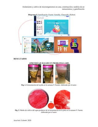 Aislamiento y cultivo de microorganismos en casa, construcción y análisis de un
mesocosmos, y gamificación
Acta biol. Colomb. 2020
Diagrama 5. Gamificación. Fuente: Genially, Classcraft y Kahoot.
RESULTADOS
APRENDIZAJE BASADO EN PROBLEMAS (ABP)
Fig. 1. Fermentación de la piña en la semana 9. Fuente: elaborado por el autor.
Fig. 2. Medio de cultivo del agua producto de la fermentación de la piña en la semana 9. Fuente:
elaborado por el autor.
 