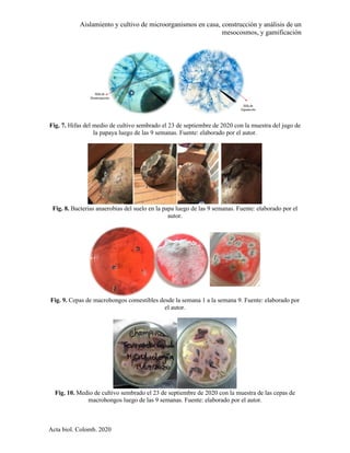 Aislamiento y cultivo de microorganismos en casa, construcción y análisis de un
mesocosmos, y gamificación
Acta biol. Colomb. 2020
Fig. 7. Hifas del medio de cultivo sembrado el 23 de septiembre de 2020 con la muestra del jugo de
la papaya luego de las 9 semanas. Fuente: elaborado por el autor.
Fig. 8. Bacterias anaerobias del suelo en la papa luego de las 9 semanas. Fuente: elaborado por el
autor.
Fig. 9. Cepas de macrohongos comestibles desde la semana 1 a la semana 9. Fuente: elaborado por
el autor.
Fig. 10. Medio de cultivo sembrado el 23 de septiembre de 2020 con la muestra de las cepas de
macrohongos luego de las 9 semanas. Fuente: elaborado por el autor.
 