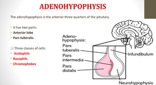 The adenohypophysis is the anterior three-quarters of the pituitary.
• It has two parts:
• Anterior lobe
• Pars tuberalis
 Three classes of cells:
• Acidophils
• Basophils
• Chromophobes
 