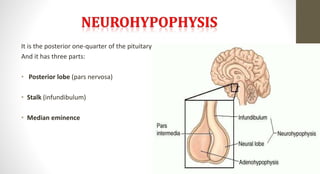It is the posterior one-quarter of the pituitary
And it has three parts:
• Posterior lobe (pars nervosa)
• Stalk (infundibulum)
• Median eminence
 