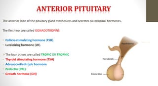 The anterior lobe of the pituitary gland synthesizes and secretes six principal hormones.
The first two, are called GONADOTROPINS
• Follicle-stimulating hormone (FSH).
• Luteinizing hormone (LH).
The four others are called TROPIC OR TROPHIC
• Thyroid stimulating hormone (TSH)
• Adrenocorticotropic hormone
• Prolactin (PRL).
• Growth hormone (GH)
 