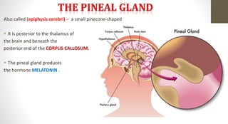 Also called (epiphysis cerebri) – a small pinecone-shaped
 It is posterior to the thalamus of
the brain and beneath the
posterior end of the CORPUS CALLOSUM.
 The pineal gland produces
the hormone MELATONIN .
 